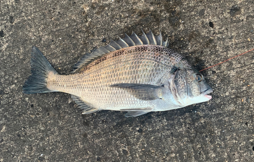 チヌの釣果