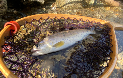 ヤマメの釣果