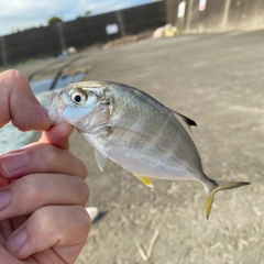 メッキの釣果