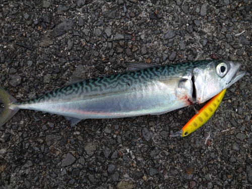 サバの釣果