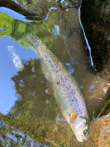 ニジマスの釣果