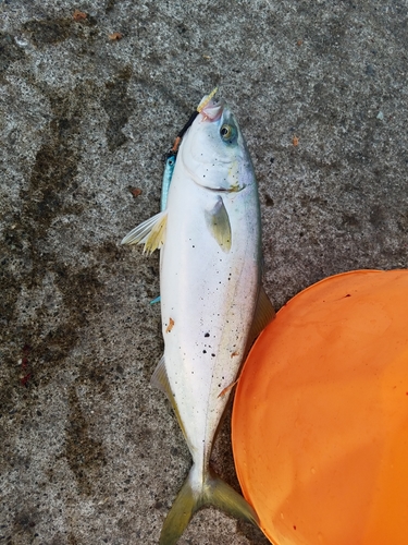 ワカシの釣果