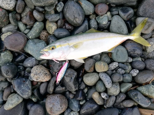 イナダの釣果