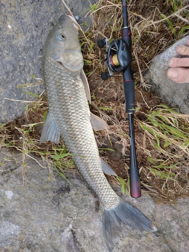 ニゴイの釣果