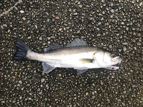 フッコ（マルスズキ）の釣果