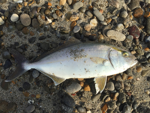 シオの釣果