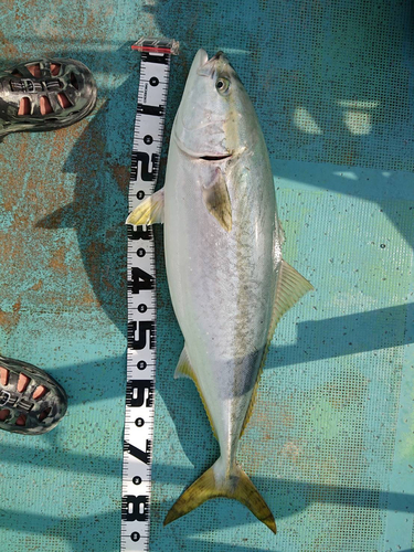 ブリの釣果