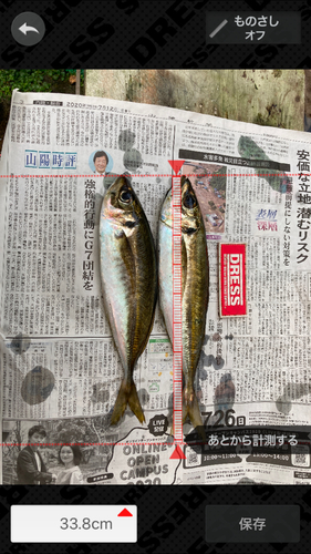 アジの釣果