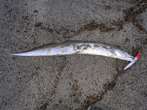 タチウオの釣果