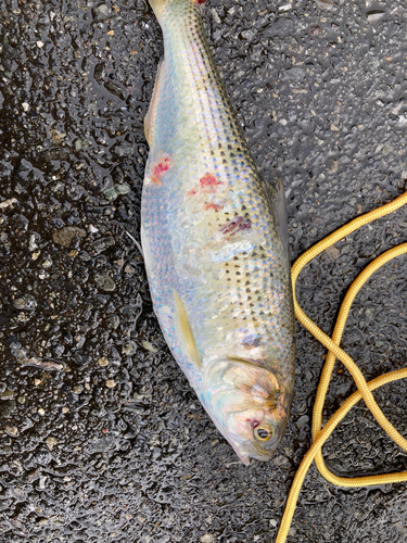 コノシロの釣果