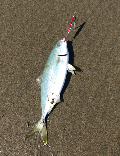 ワカシの釣果