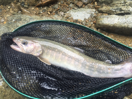 イワナの釣果