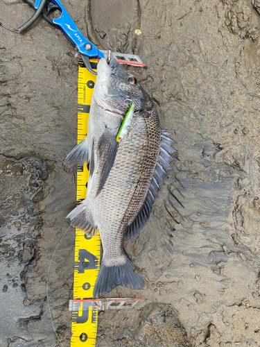 チヌの釣果