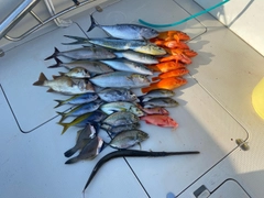 カンパチの釣果