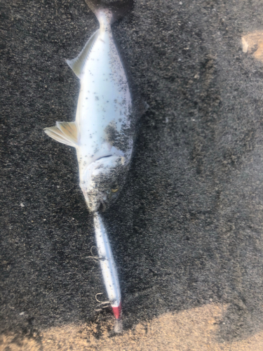 ショゴの釣果