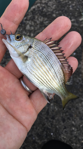 チヌの釣果