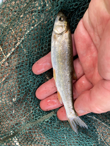 ウグイの釣果