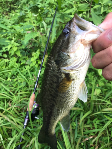 ブラックバスの釣果