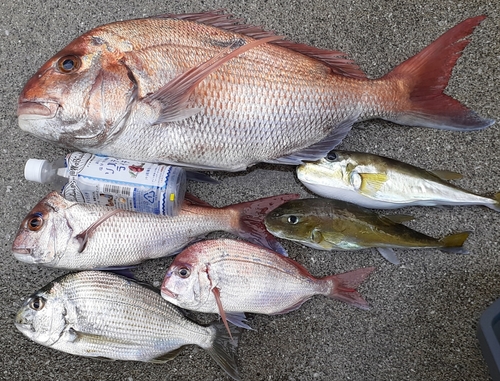 マダイの釣果