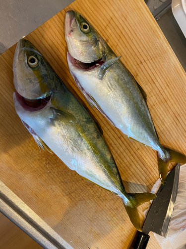 ワカシの釣果