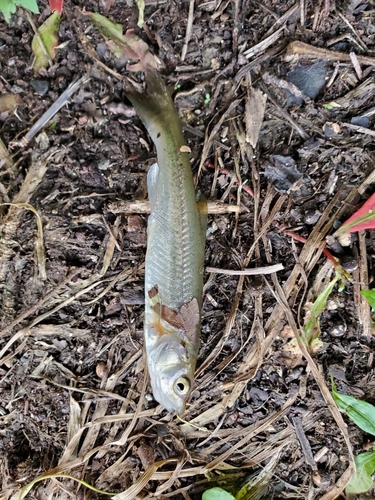 アブラハヤの釣果