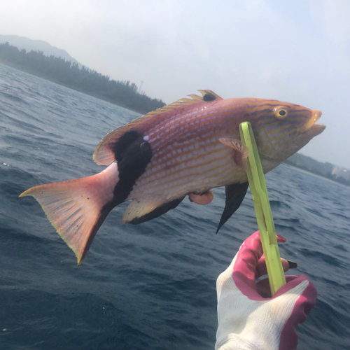 ヒレグロベラの釣果