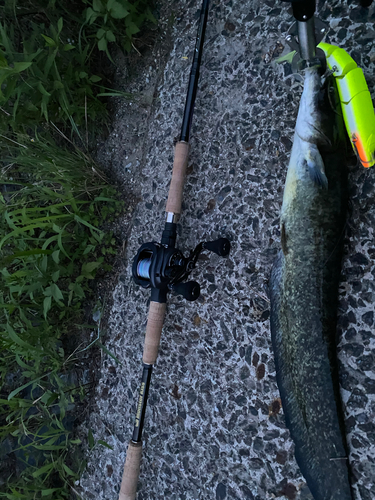 ナマズの釣果