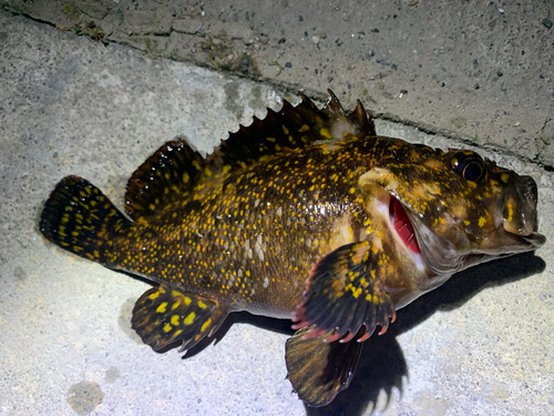 オウゴンムラソイの釣果