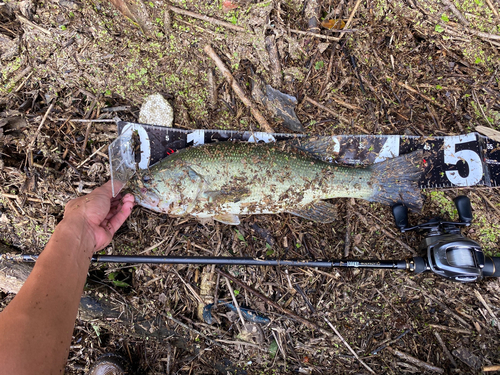 ブラックバスの釣果