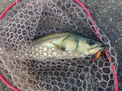 スズキの釣果