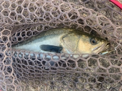 フッコ（マルスズキ）の釣果