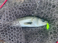 フッコ（マルスズキ）の釣果