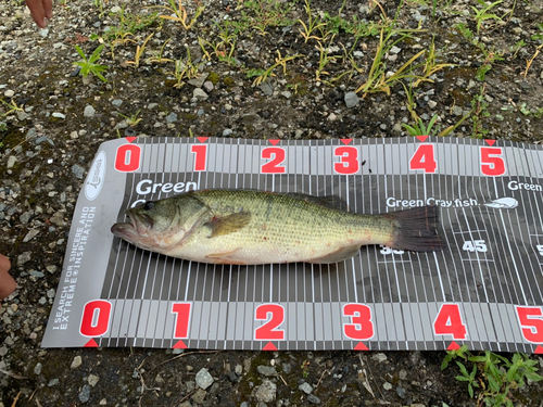 ブラックバスの釣果