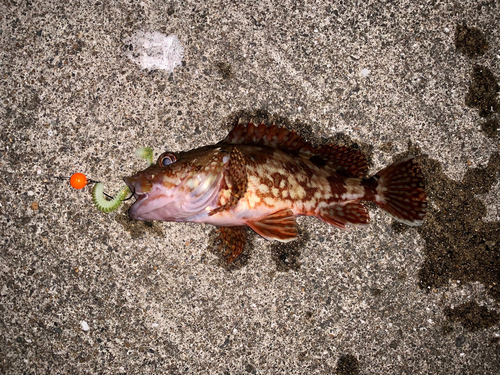 アラカブの釣果