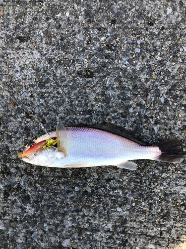 イシモチの釣果