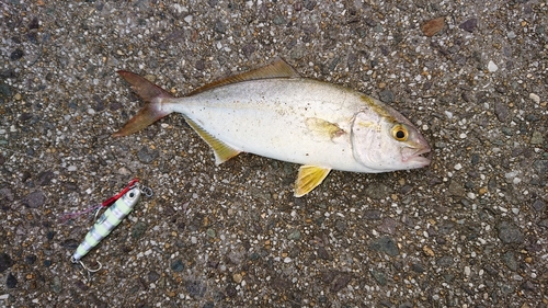 ネリゴの釣果