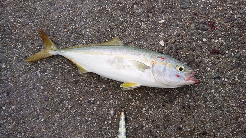 ヤズの釣果