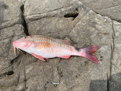 オジサンの釣果