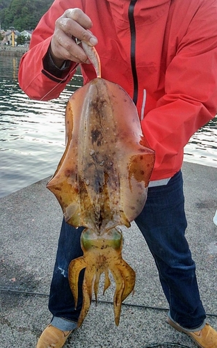 イカの釣果