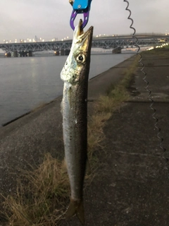 カマスの釣果