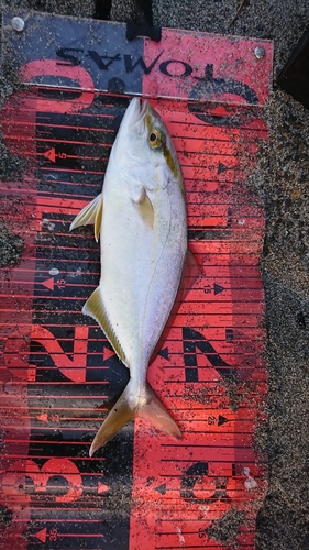 ショゴの釣果