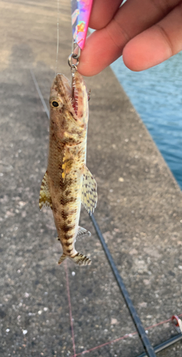 エソの釣果