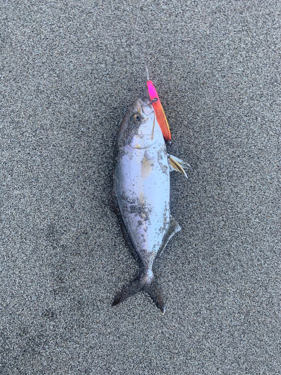 ショゴ