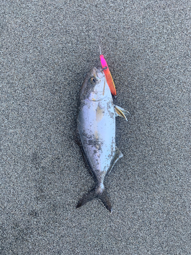 ショゴの釣果