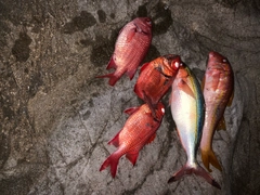 アカマツカサの釣果