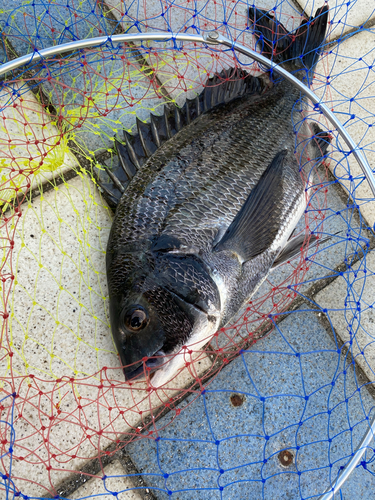 クロダイの釣果