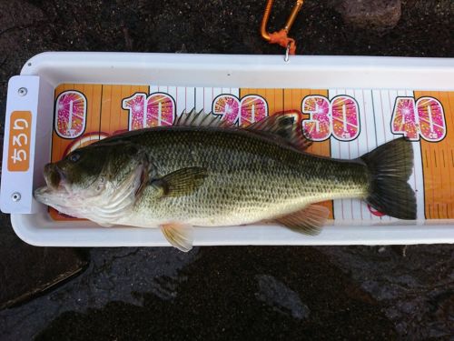 ラージマウスバスの釣果