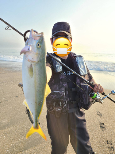 ワカシの釣果