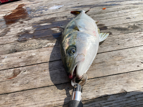 ヒラマサの釣果