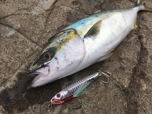 ヒラマサの釣果